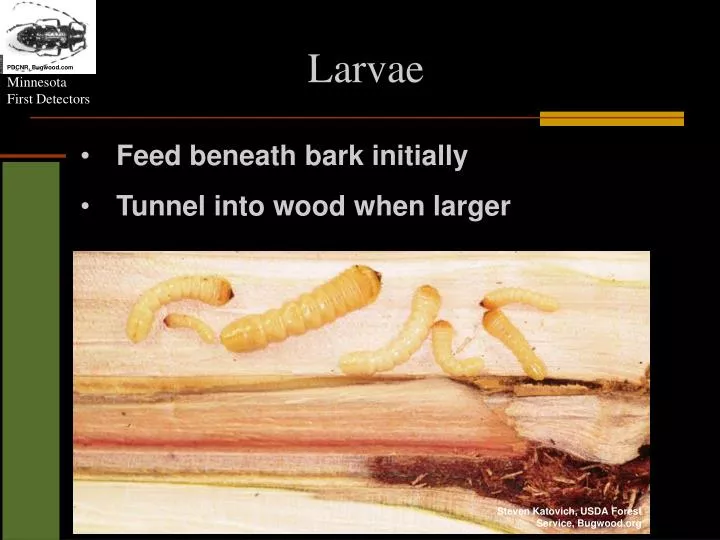 larvae