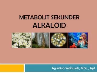Metabolit sekunder ALKALOID