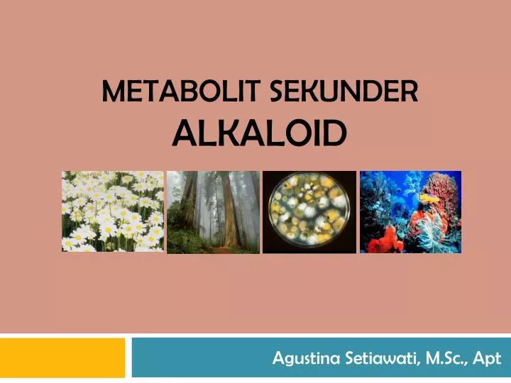 metabolit sekunder alkaloid