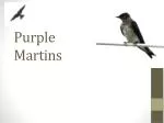 Purple Martins - slide 1