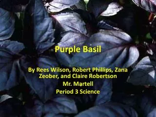 Purple Basil