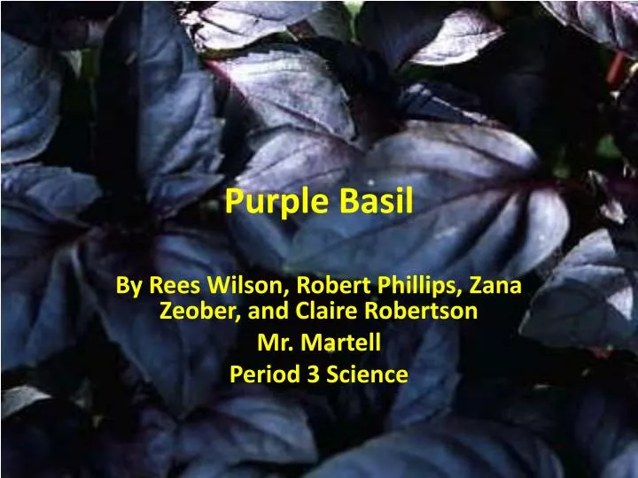 PPT Purple Basil PowerPoint Presentation free download ID 1896111