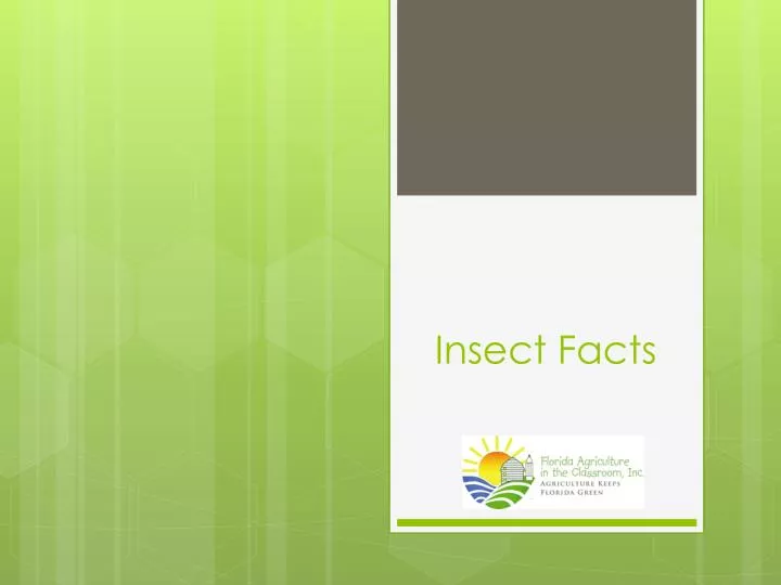 insect facts