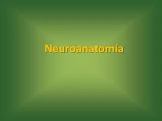 neuroanatom a