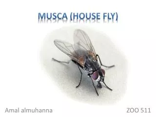 Musca (house fly)