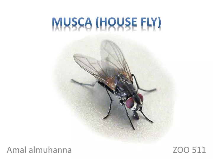 musca house fly