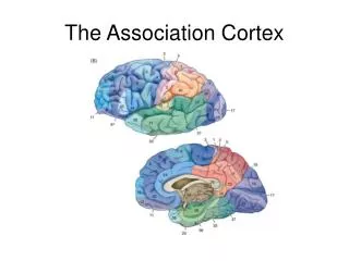 The Association Cortex