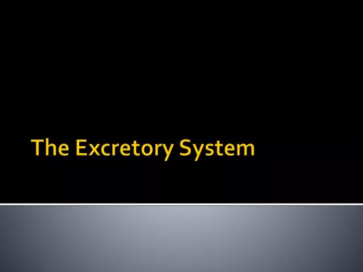 the excretory system