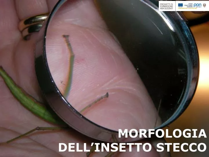 morfologia dell insetto stecco