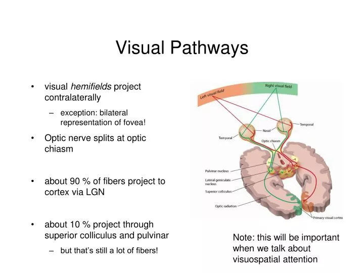 visual pathways