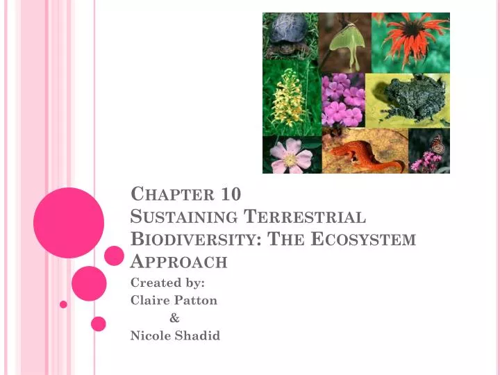 chapter 10 sustaining terrestrial biodiversity the ecosystem approach