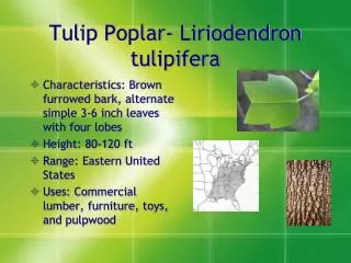 Tulip Poplar- Liriodendron tulipifera