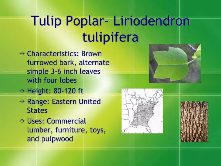 tulip poplar liriodendron tulipifera