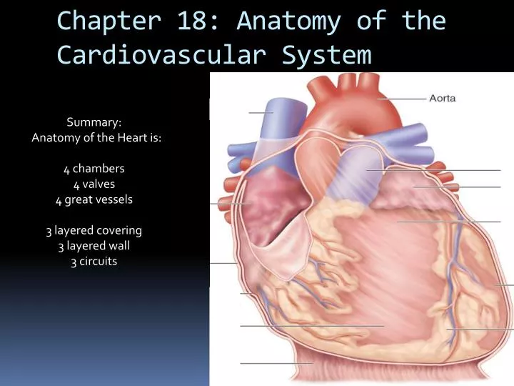 chapter 18 anatomy of the cardiovascular system