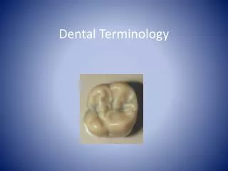 Dental Terminology