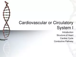 Cardiovascular or Circulatory System I