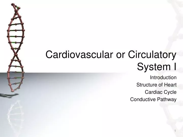 cardiovascular or circulatory system i