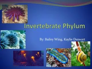 Invertebrate Phylum