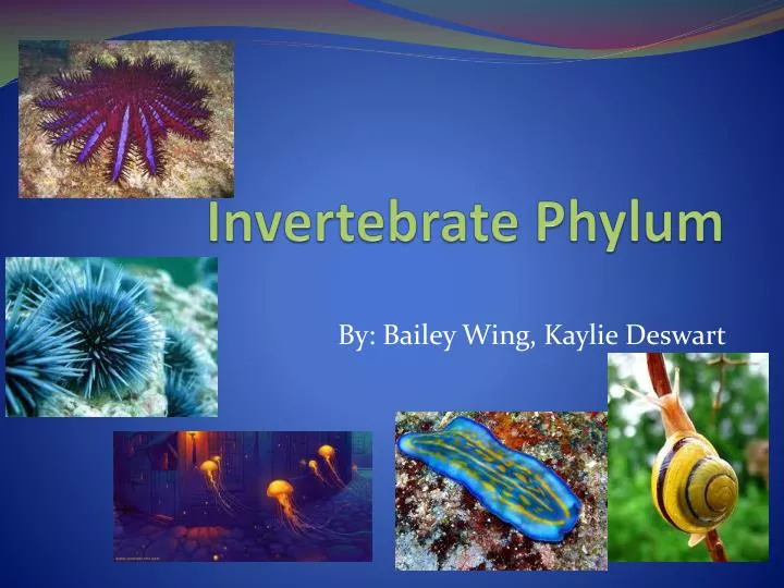 invertebrate phylum