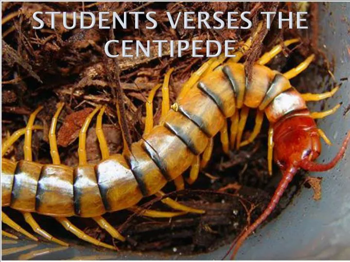 students verses the centipede