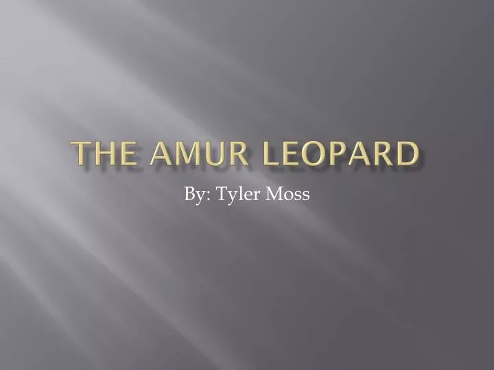 the amur leopard