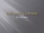 The Amur Leopard - slide 1