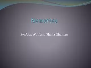 Nemertea