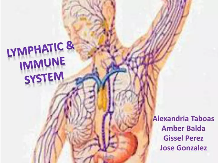 lymphatic immune system