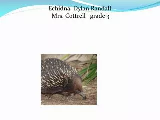 Echidna Dylan R andall Mrs. Cottrell grade 3