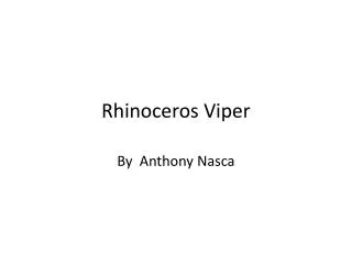 Rhinoceros Viper