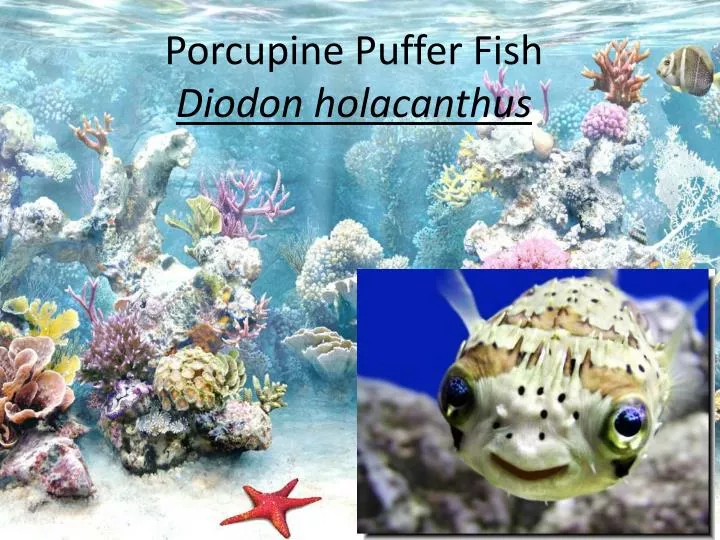 porcupine puffer fish diodon holacanthus