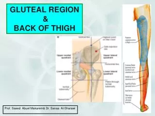GLUTEAL REGION &amp; BACK OF THIGH