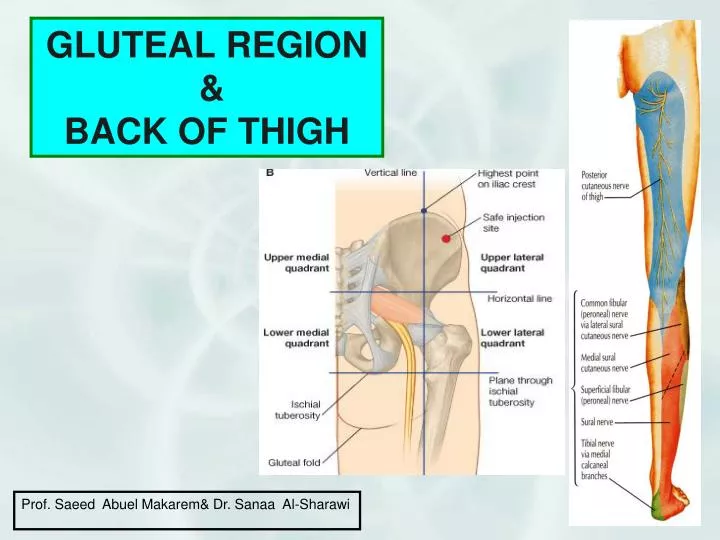 gluteal region back of thigh