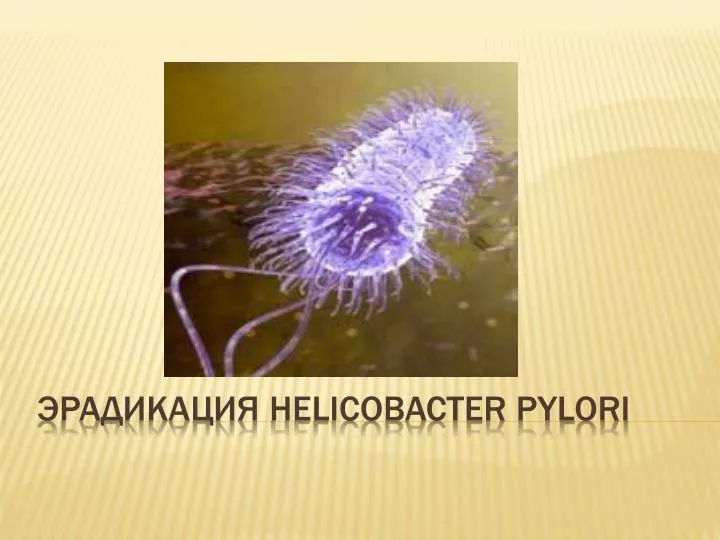 helicobacter pylori