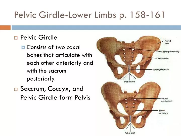 pelvic girdle lower limbs p 158 161