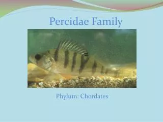 Percidae Family