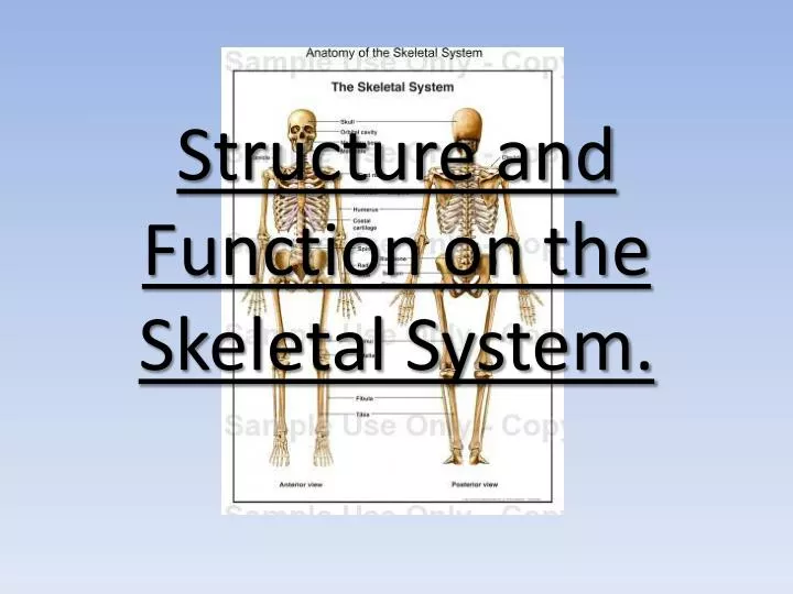 structure and function on the skeletal system