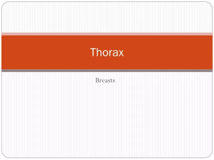 thorax