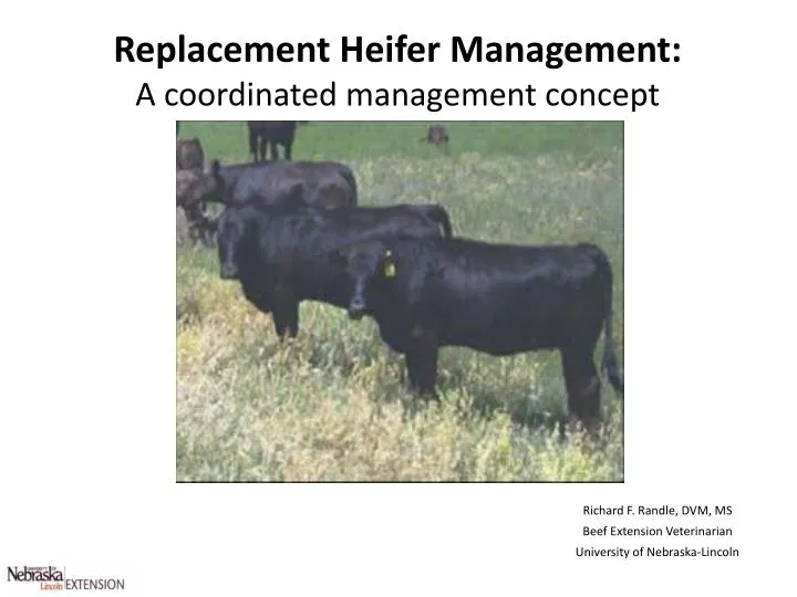 replacement heifer management a coordinated management concept