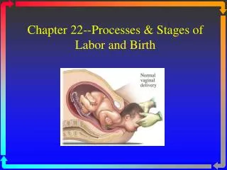 Chapter 22--Processes &amp; Stages of Labor and Birth