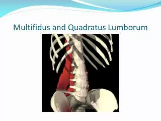 Multifidus and Quadratus Lumborum