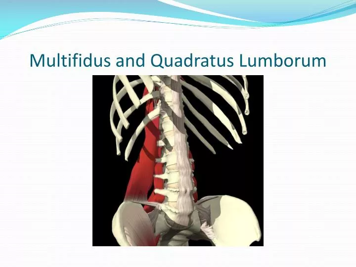 multifidus and quadratus lumborum