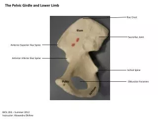 The Pelvic Girdle and Lower Limb