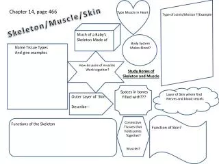 Skeleton/Muscle/Skin