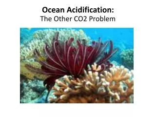 Ocean Acidification: The Other CO2 Problem