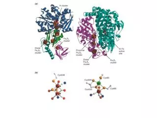 methyleneH4folate