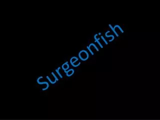 Surgeonfish