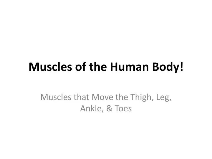 muscles of the human body