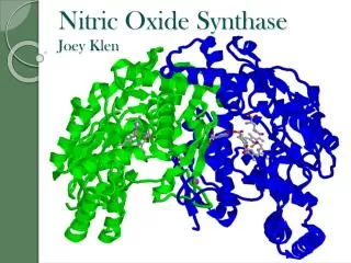 Nitric Oxide Synthase Joey Klen