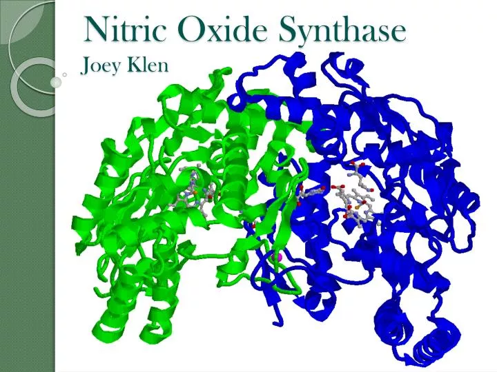 nitric oxide synthase joey klen